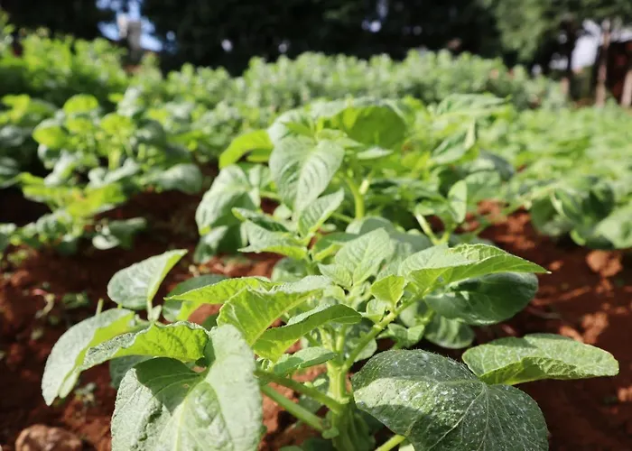Gasthof Casa D'avo Beatriz Gaula