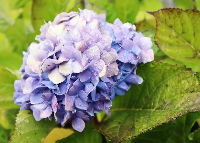 Casa D'avo Beatriz 4*