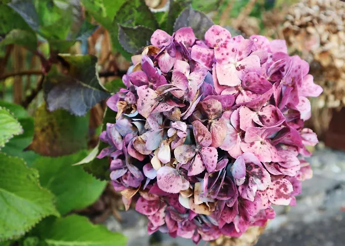 Casa D'avo Beatriz Gaula