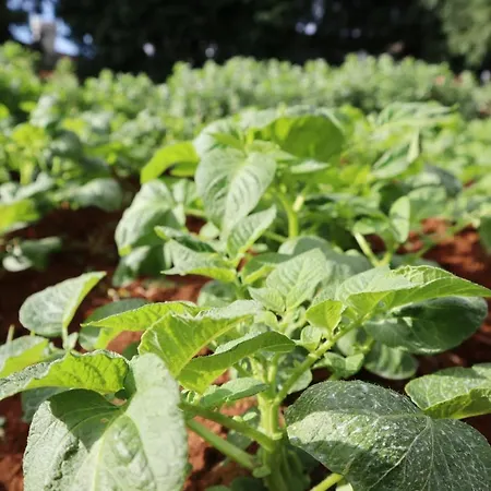 Πανσιόν Casa D'avo Beatriz Gaula