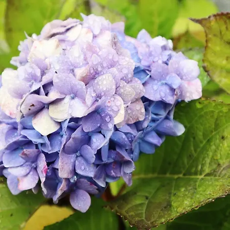 Casa D'avo Beatriz 4*