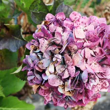 Casa D'avo Beatriz Gaula